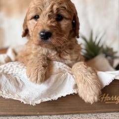 Girl( she is mellow and very empathetic) - Apricot female Goldendoodle puppy in Rio, Wisconsin from Guardian Angel Mini Goldendoodle Puppies
