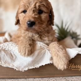Girl( she is mellow and very empathetic) - Apricot female Goldendoodle puppy in Rio, Wisconsin from Guardian Angel Mini Goldendoodle Puppies