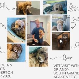 Cavapoo, Cockapoo, Goldendoodle, and Maltipoo Puppies from Perdue Puppies