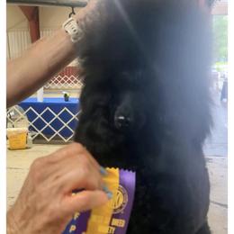 Sammy - Poodle