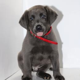 Locket - Black male Labrador Retriever puppy in Morrilton, Arkansas from Ancient Dogges Performance Dogs