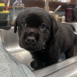 Pink Collar - Black female Labrador Retriever puppy in Woodbury, Connecticut from A Dog’s Life Farm