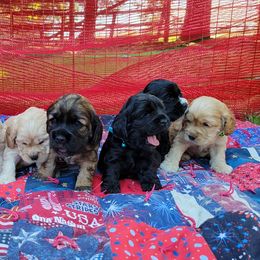 Cocker Spaniels from Dream Catcher Cockers