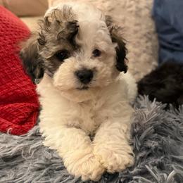 Charlie 'Prince Charming' - Parti male Maltipoo puppy in Chattanooga, Tennessee from Joy-fur puppies