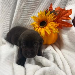 Black collar - Chocolate male Labrador Retriever puppy in Stuart, Virginia from Russell Creek Labradors