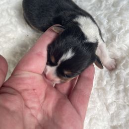 Marsha - Black and tan female Pembroke Welsh Corgi puppy in Adairsville, Georgia from R&R Corgis