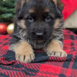 German Shepherd Puppies from Jerry Miller