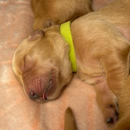 Lime green - Golden male Golden Retriever puppy in Bonanza, Oregon from Gold 'N Dust Ranch