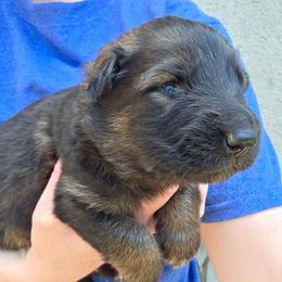 Gray Collar Boy - Sable male German Shepherd puppy in Dallas, Pennsylvania from Mountainside German Shepherds
