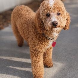 Willow - Poodle