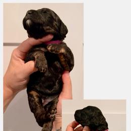 Estelle - Phantom female Bernedoodle puppy in Chattanooga, Tennessee from Scenic City Doodles
