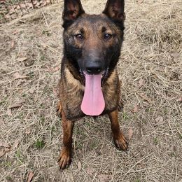 Dafne - Belgian Malinois