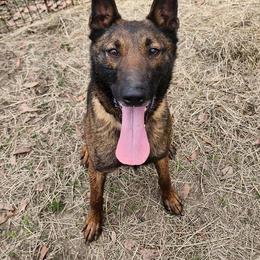 Dafne - Belgian Malinois