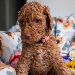 Puppy 6 (Goldendoodle) - Dark golden male Golden Retriever puppy in San Tan Valley, Arizona from Top Gun Golden Retrievers