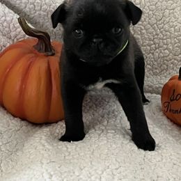 Pug Puppies from Pug Happy
