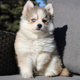 Carrot - Gray and white male Pomsky puppy in Centerville, Iowa from LJ Kennels Pomskies, LLC