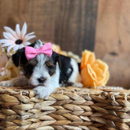 Mitzy - Parti female Yorkshire Terrier puppy in Howe, Oklahoma from Ray Holder