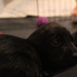 Golden Retriever and Labrador Retriever Puppies from Trenlock Kennels
