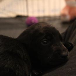 Golden Retriever and Labrador Retriever Puppies from Trenlock Kennels