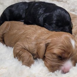 Cavapoo puppies from B&M Cottonwood Canines