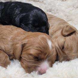 Cavapoo puppies from B&M Cottonwood Canines