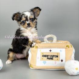 Pinkie Pie - Merle female Chihuahua puppy in Anderson, South Carolina from Lil Treasures Chihuahuas