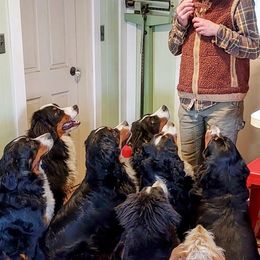 Bernese Mountain Dog All Grown Up from Black Forest Bernese