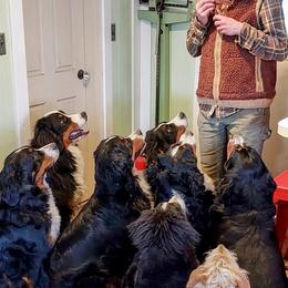 Bernese Mountain Dog All Grown Up from Black Forest Bernese