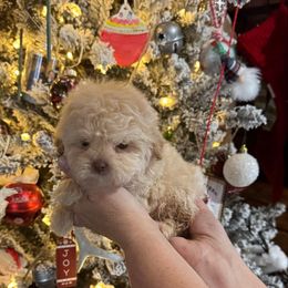 Rudolph - Gold male Shihpoo puppy in Rush, New York from Care Bear Puppies