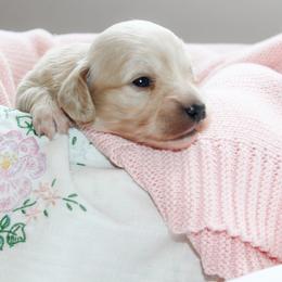 Girl 5 - Cream female Dachshund puppy in Laurel, Mississippi from Kissinger Dachshunds