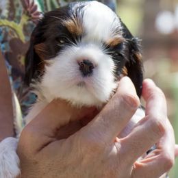 Cavalier King Charles Spaniel Puppies from Evera True Spaniels by Michele True