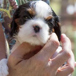 Cavalier King Charles Spaniel Puppies from Evera True Spaniels by Michele True