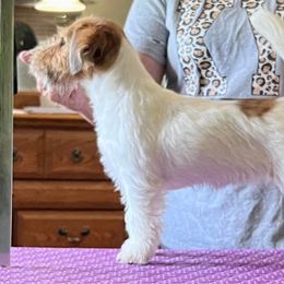 Julep - Russell Terrier