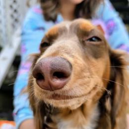 Willow - Dachshund