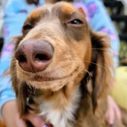 Willow - Dachshund