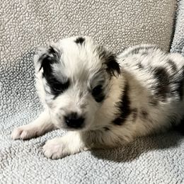 Domino - Light Blue collar - Slate merle male Border Collie puppy in Crawfordsville, Indiana from Rescued Dreams Border Collies