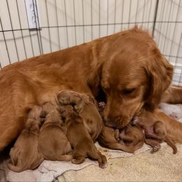 Boy 2 - Dark golden male Golden Retriever puppy in Lebanon, Oregon from Dark Goldens on Hilltop
