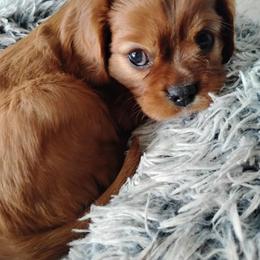 Porthos - Ruby male Cavalier King Charles Spaniel puppy in Utah from Parker Puppies
