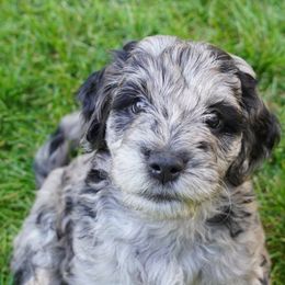 Merlin - Merle Goldendoodle puppy in Provo, Utah from Mendenhall Goldendoodles