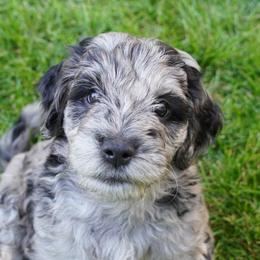 Merlin - Merle Goldendoodle puppy in Provo, Utah from Mendenhall Goldendoodles