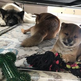 Shiba Inu Puppies from Absolute Shibas