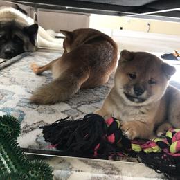 Shiba Inu Puppies from Absolute Shibas