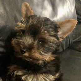 Yorkshire Terriers from Marvelus Yorkies