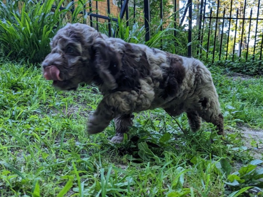 Cockapoo Puppies from Cano Cockapoos
