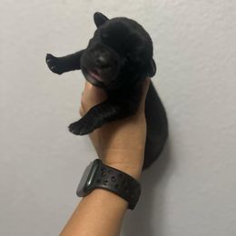 Female - Black Cane Corso puppy in Sandia, Texas from OneTime Cane Corso