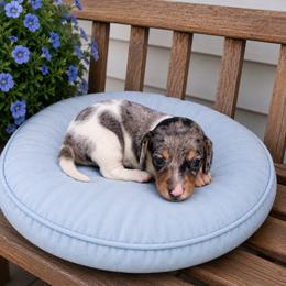 Lester - Dapple male Dachshund puppy in Augusta, Georgia from Cherokee Hill Dachshunds