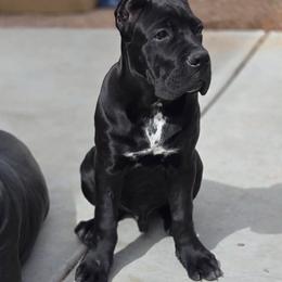 Male 3 - Black male Cane Corso puppy in California from Donato Kennels