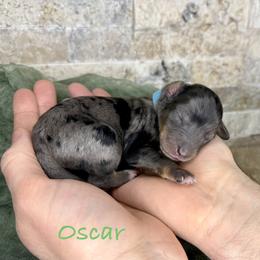 Oscar - Merle male Bernedoodle puppy in Midland, Michigan from Northern Charm Farm