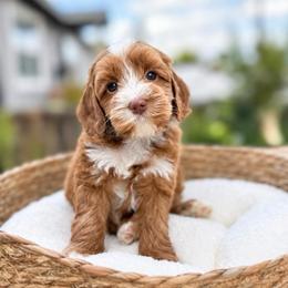 Paisley - Caramel female Australian Labradoodle puppy in Morgan Hill, California from Loving Labradoodles