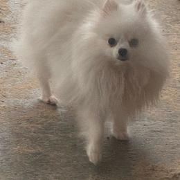 Sally - Pomeranian